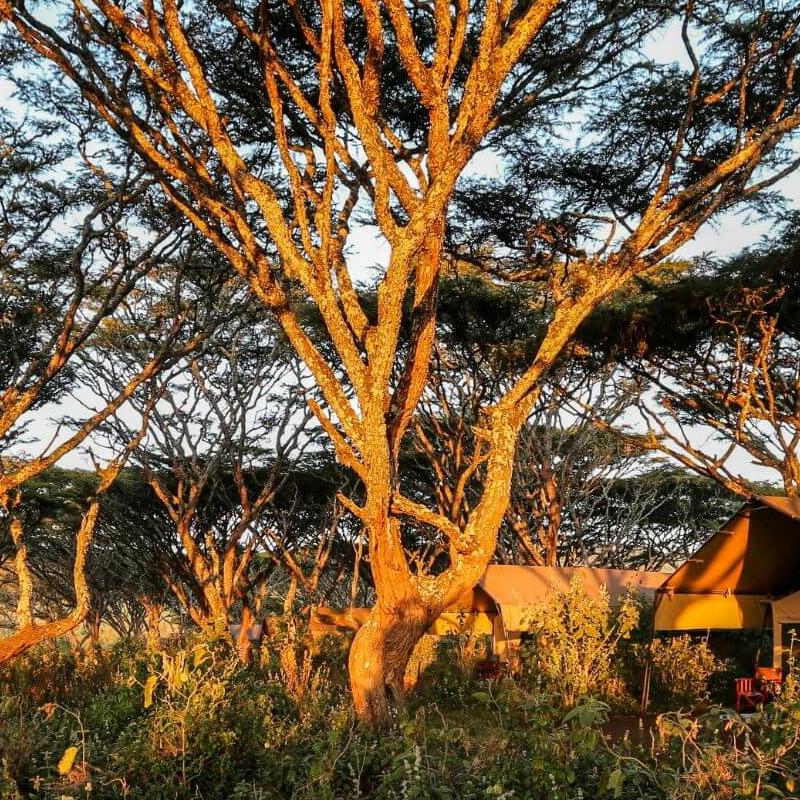 Lemala Ngorongoro Camp