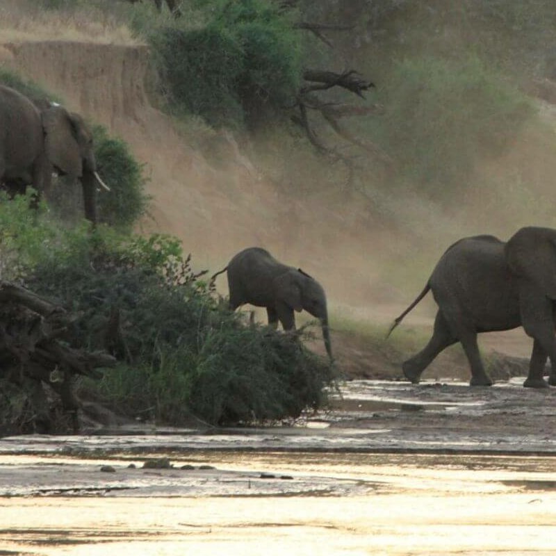 Lion King Bush Camp