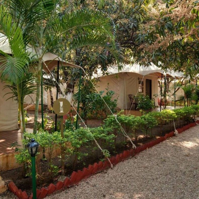 Lion Safari Camp