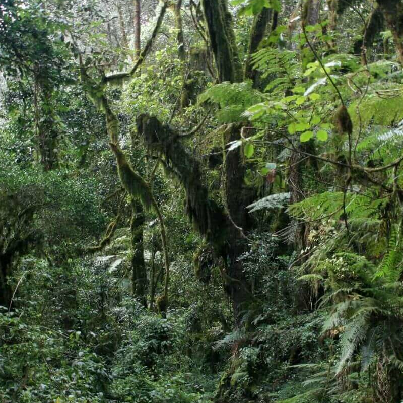 Machame Route