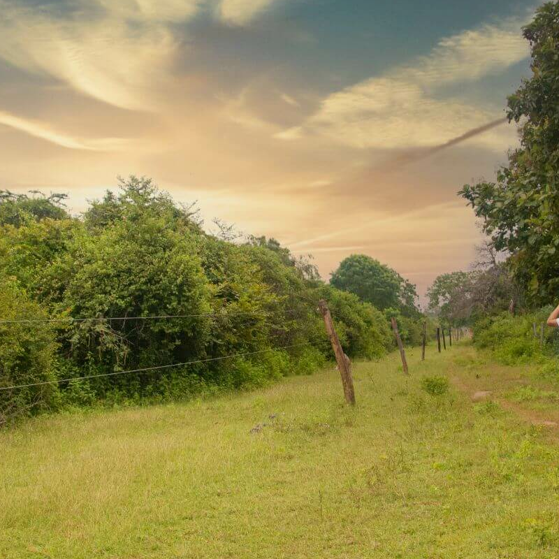 Mahoora Yala Camp
