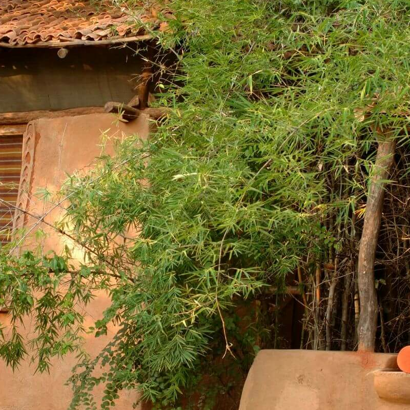 Mahua Kothi