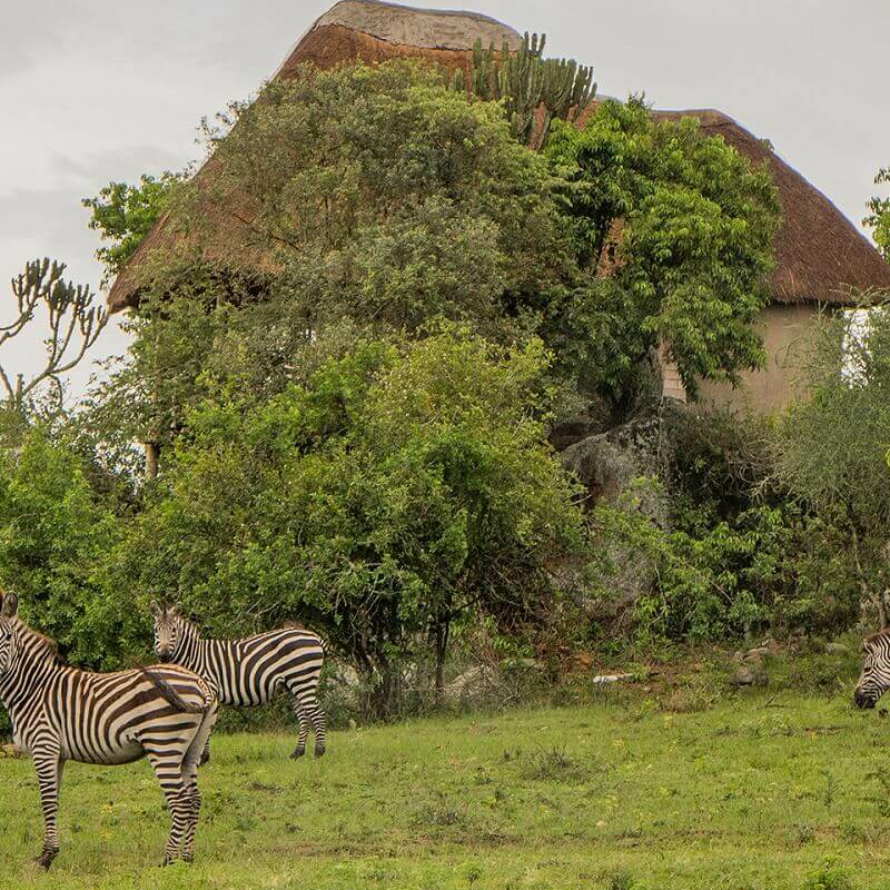 Mburo Safari Lodge