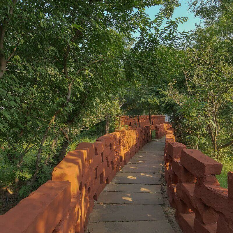 Monsoon Forest