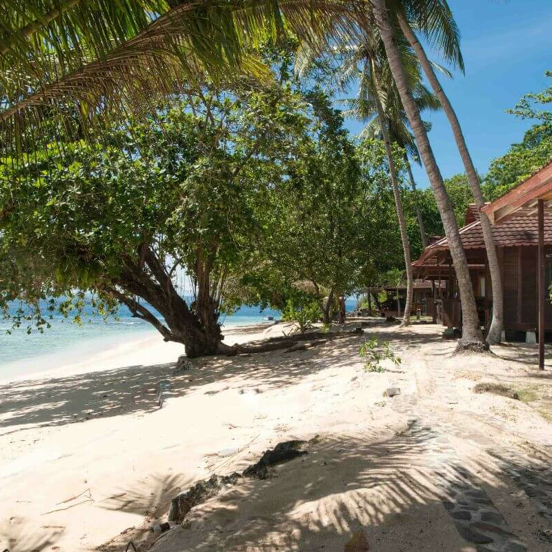 Murex Bangha