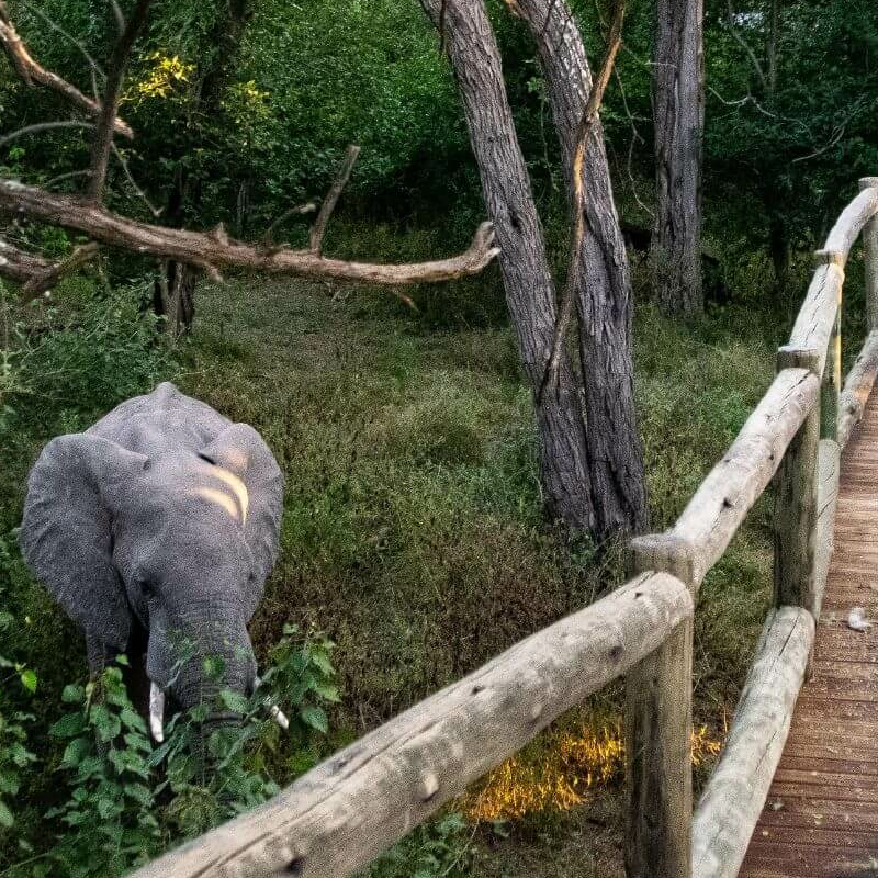 Nambwa Tented Lodge