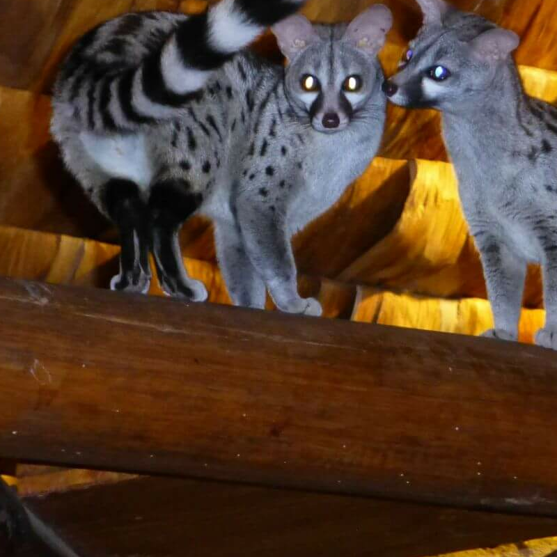Ndutu Safari Lodge