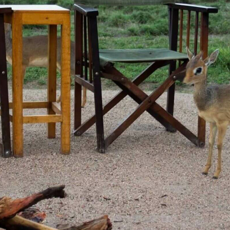 Ndutu Safari Lodge