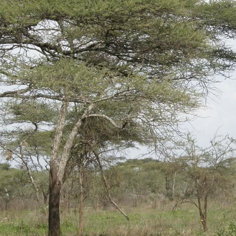 Ndutu Safari Lodge