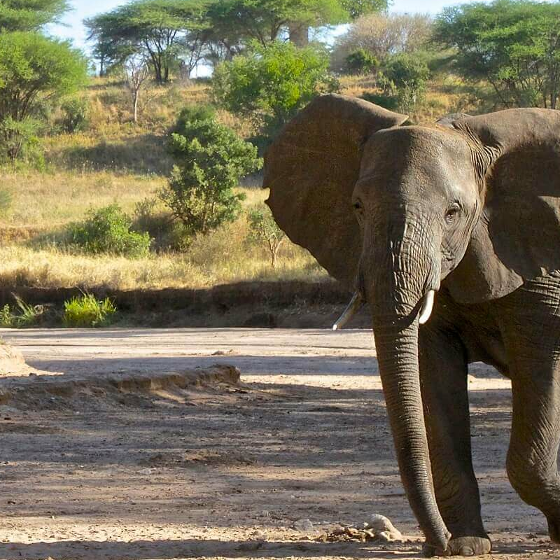 Nimali Tarangire
