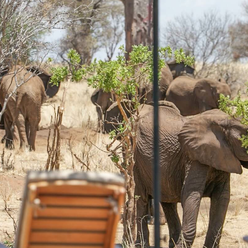Nimali Tarangire