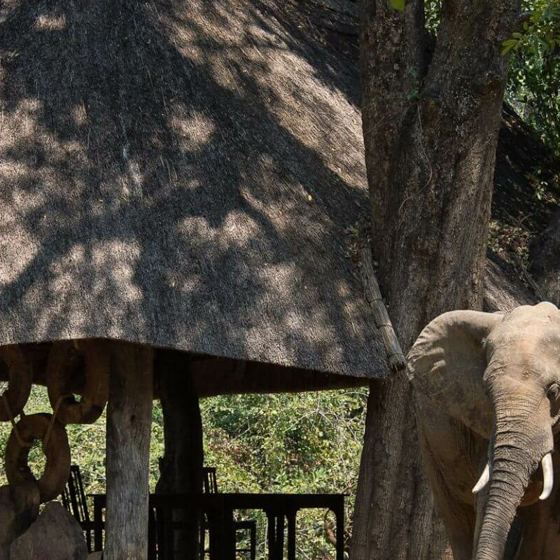 Nkwali Camp