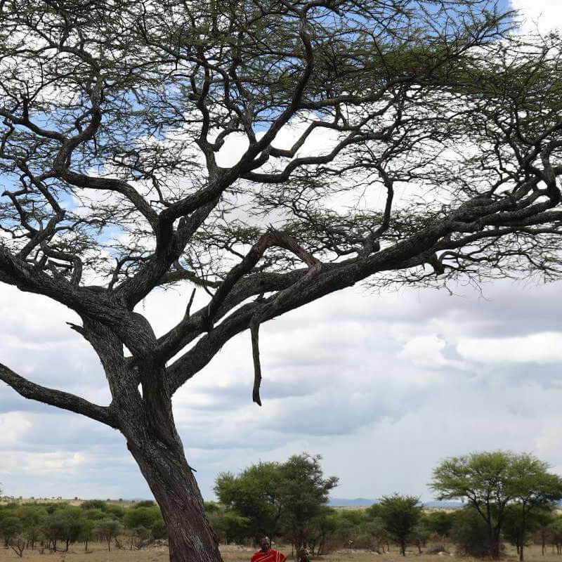 Nyabogati Camp