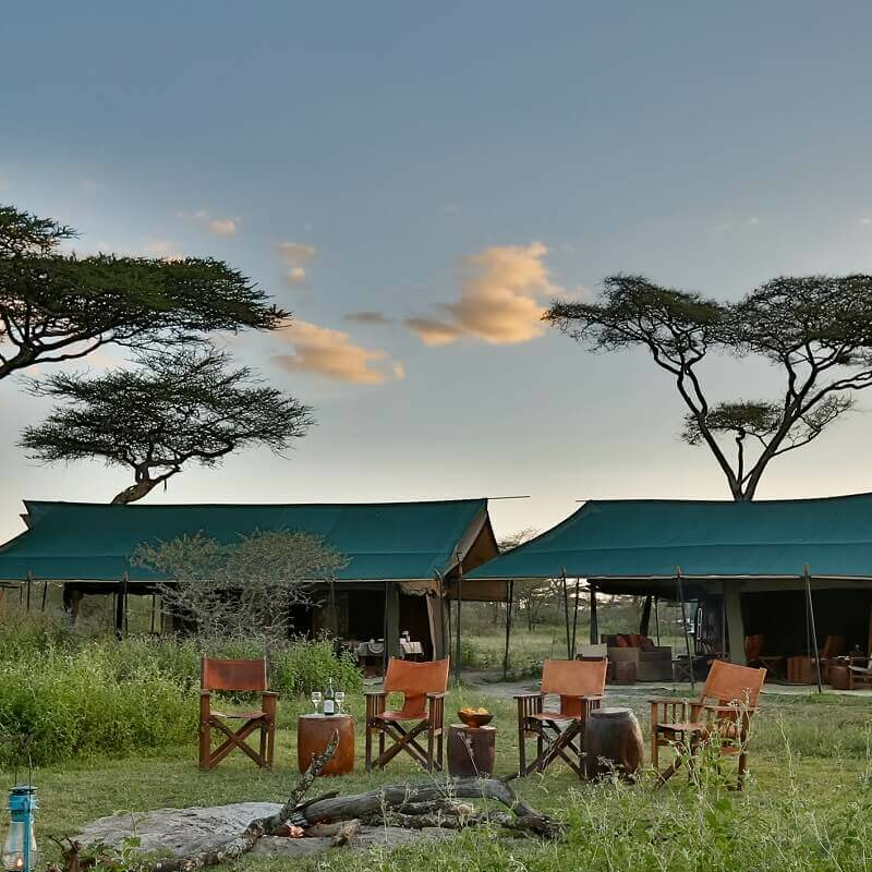 Nyikani Migration Ndutu