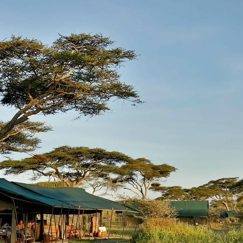 Nyikani Migration Ndutu