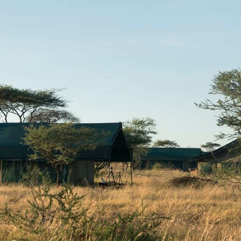 Nyikani Migration Ndutu