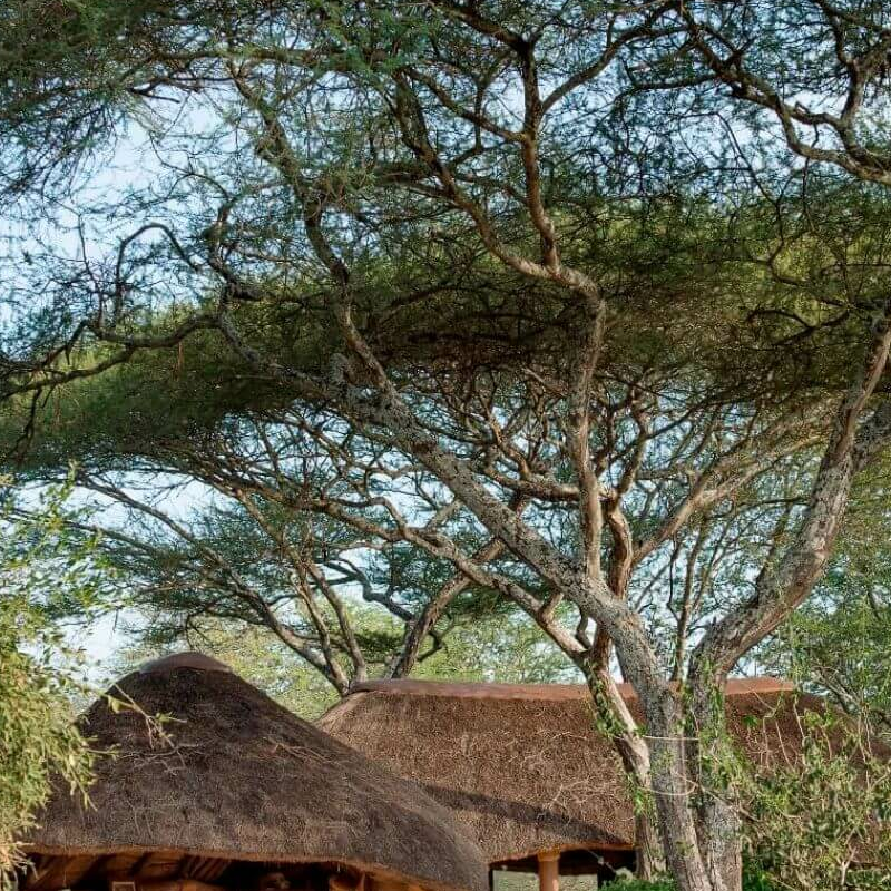 Oliver’s Camp