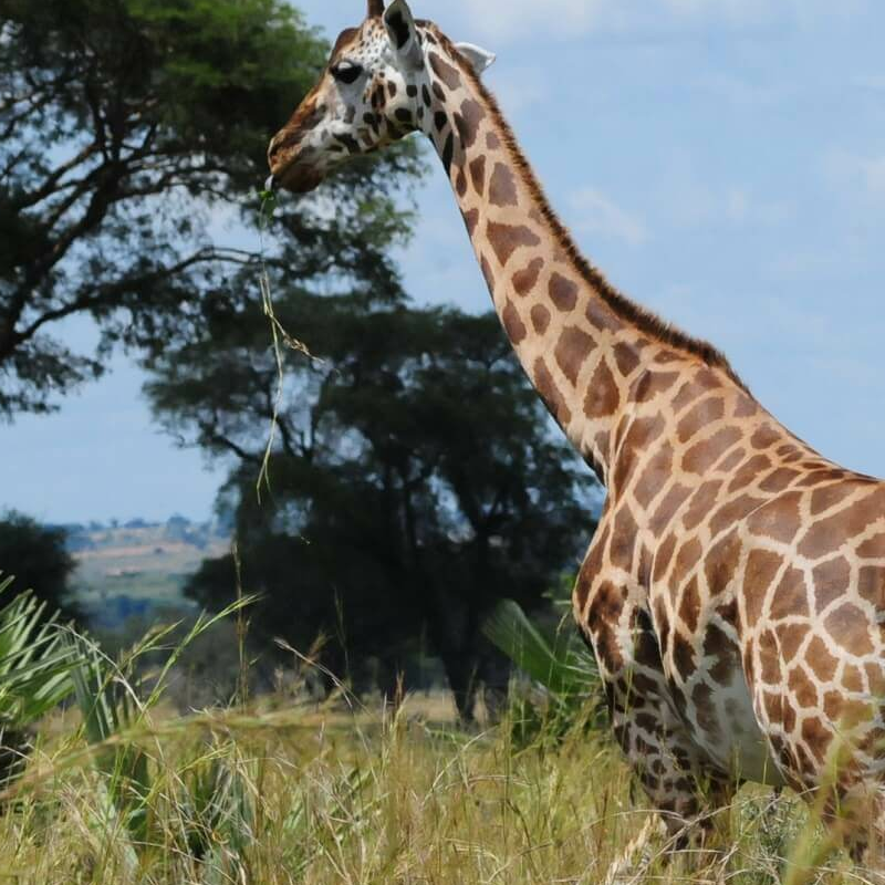 Pakuba Safari Lodge