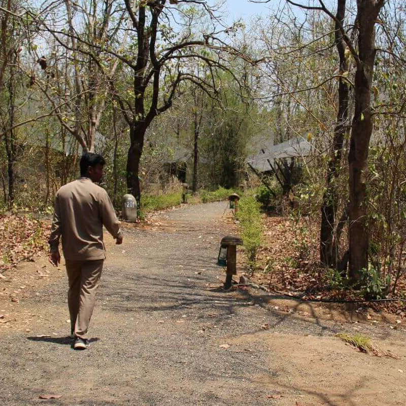 Pench Jungle Camp