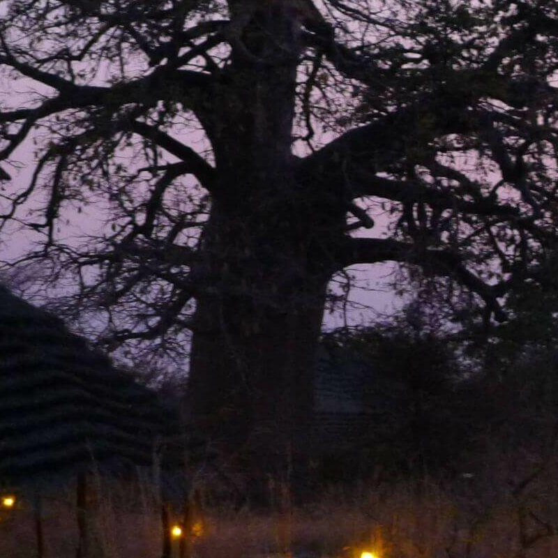 Planet Baobab Lodge