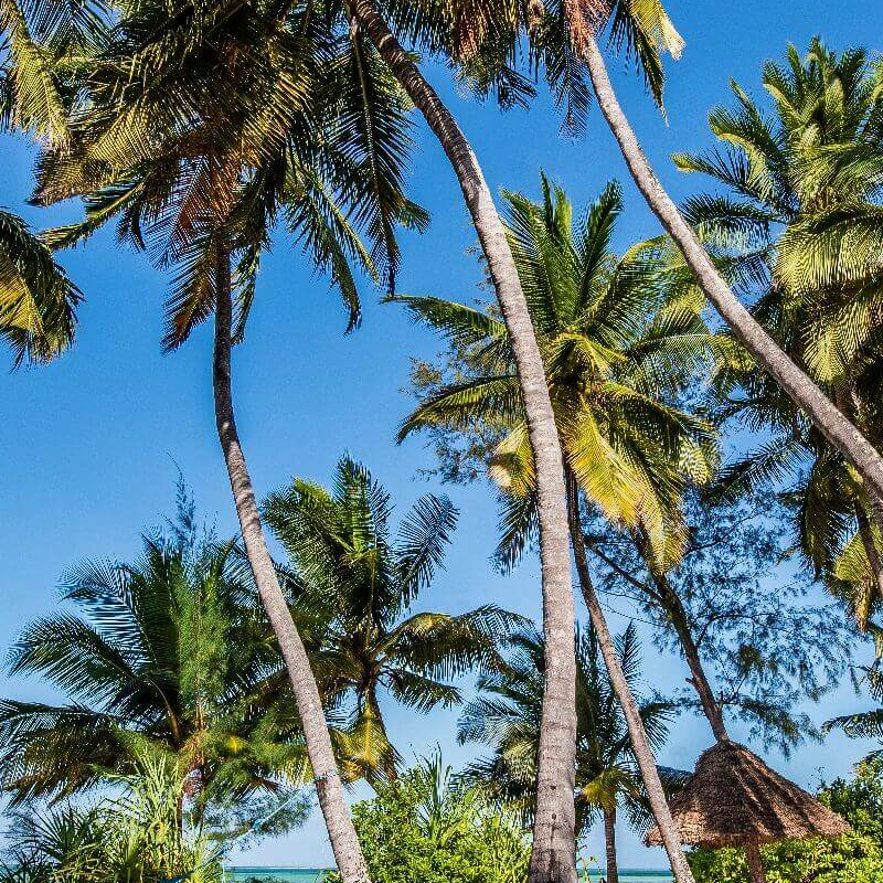 Pongwe Beach Hotel