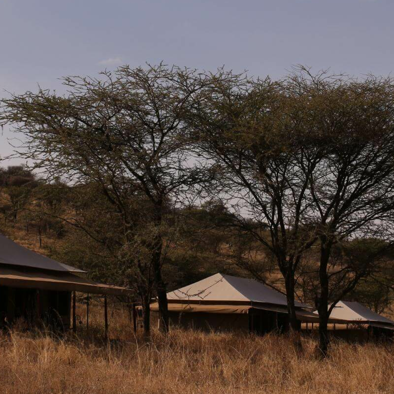 Pure Serengeti Camp