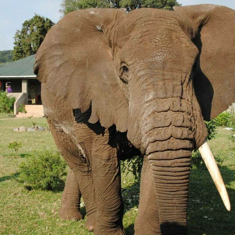 Rhino Lodge