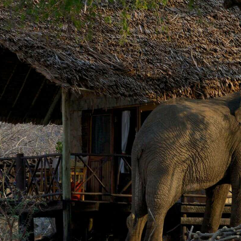 Ruaha River Lodge