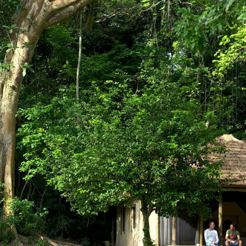 Rubondo Island Camp