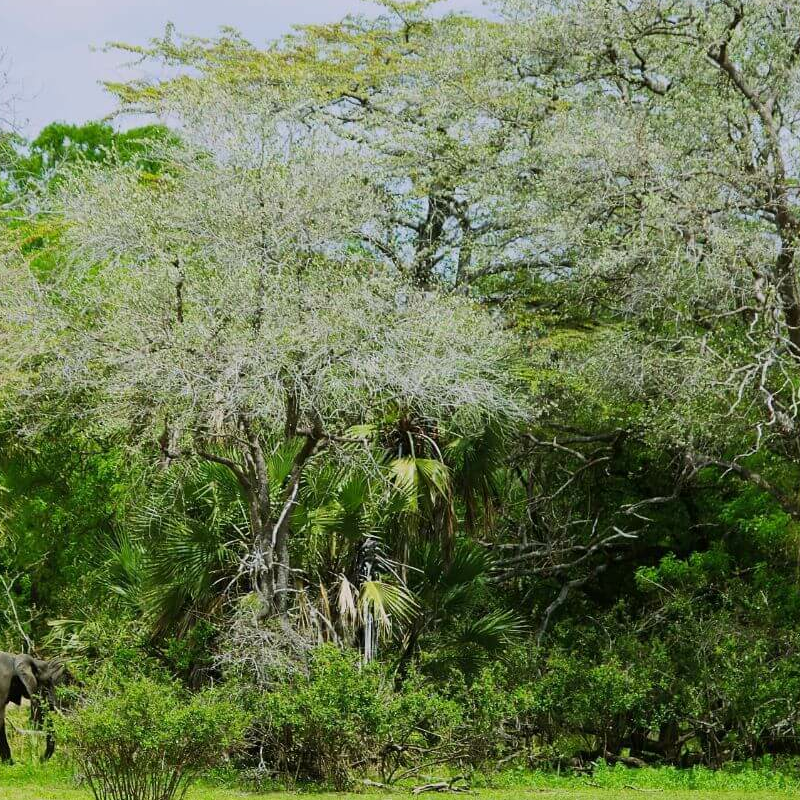 Rufiji River Camp