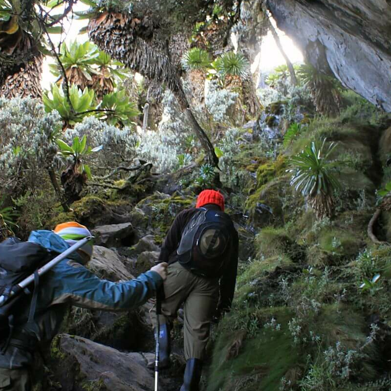Ruwenzori Kilembe-Trail
