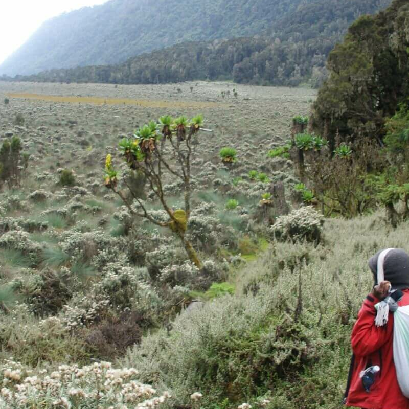 Ruwenzori Kilembe-Trail