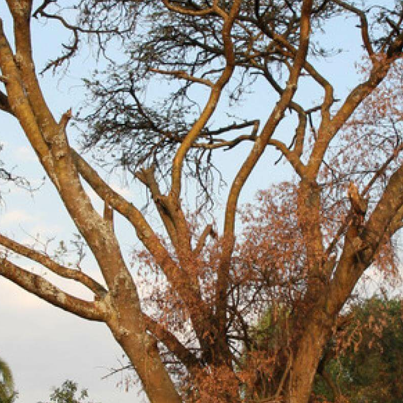Ruzizi Tented Lodge