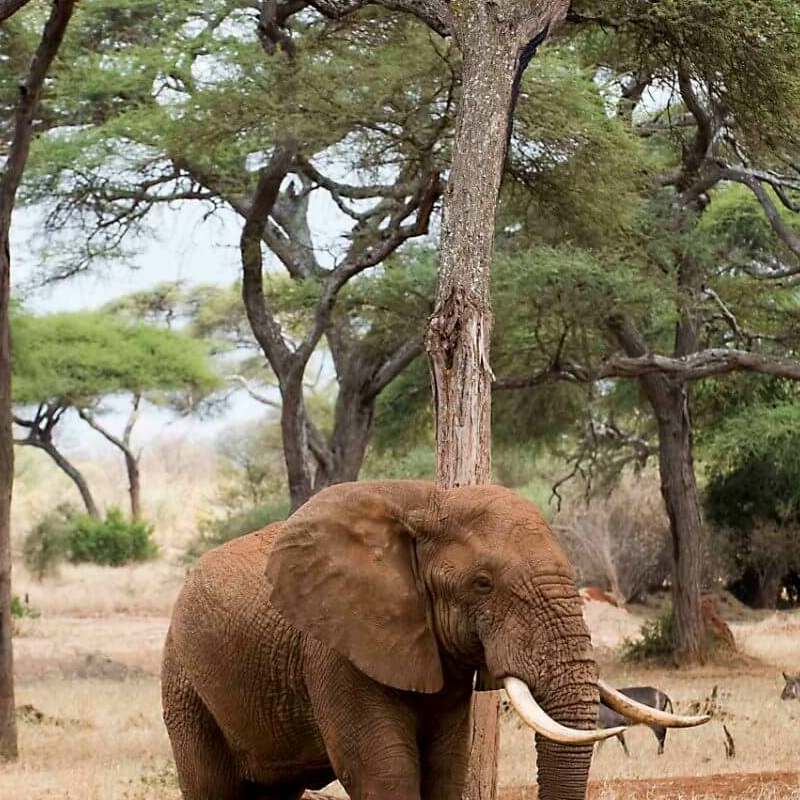Sancturary Swala Camp