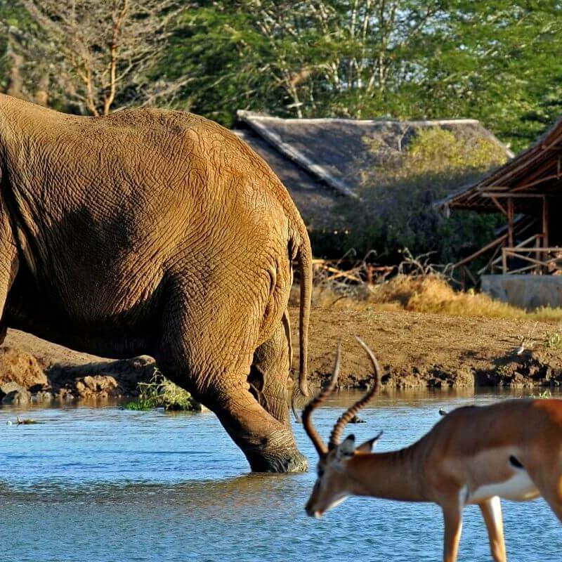Satao Camp