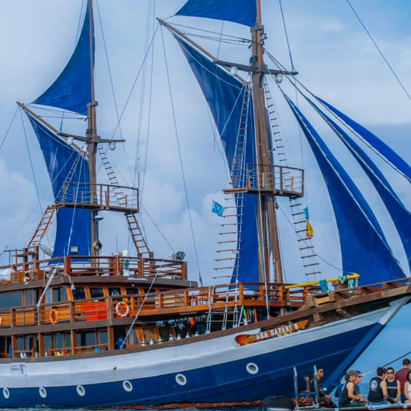 Sea Safari 8