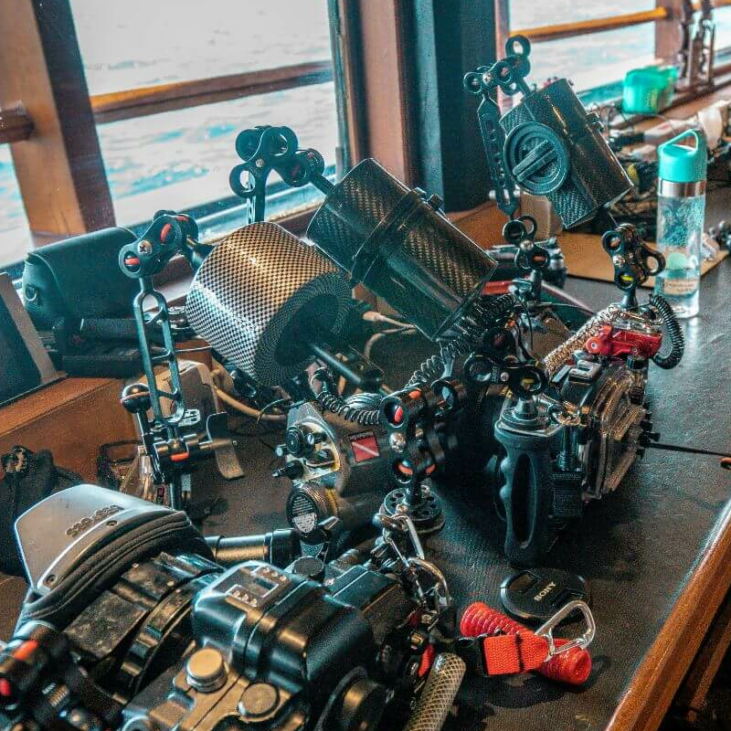 Sea Safari 8