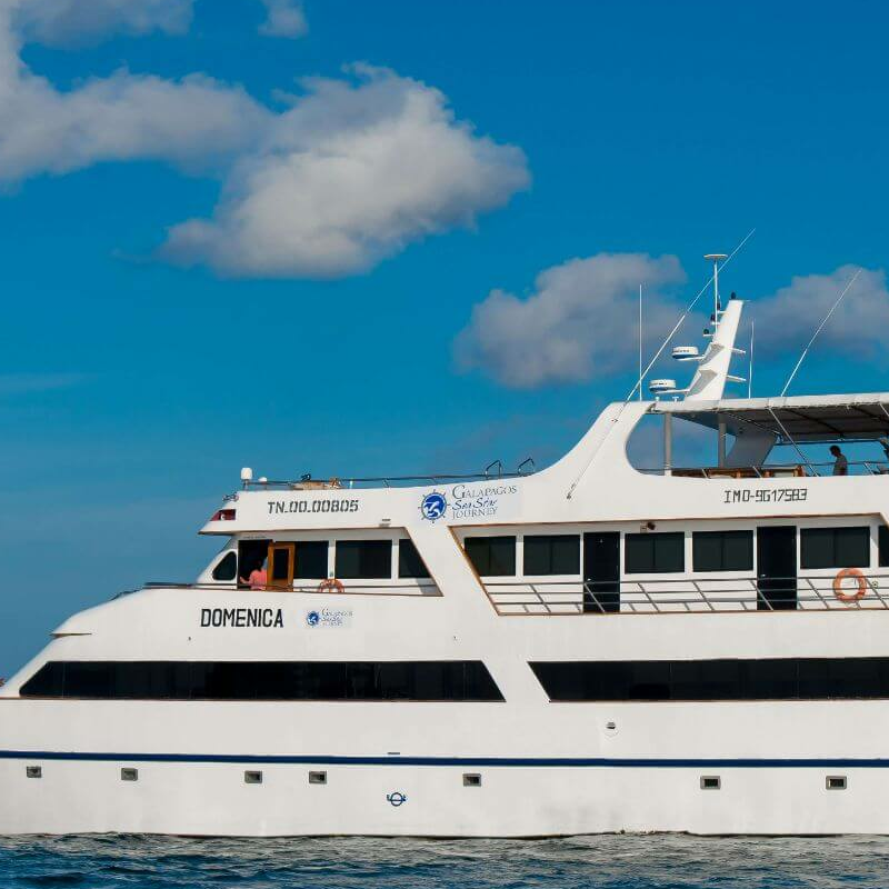 Sea Star Journey