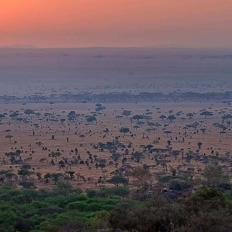 Serengeti Pioneer Camp