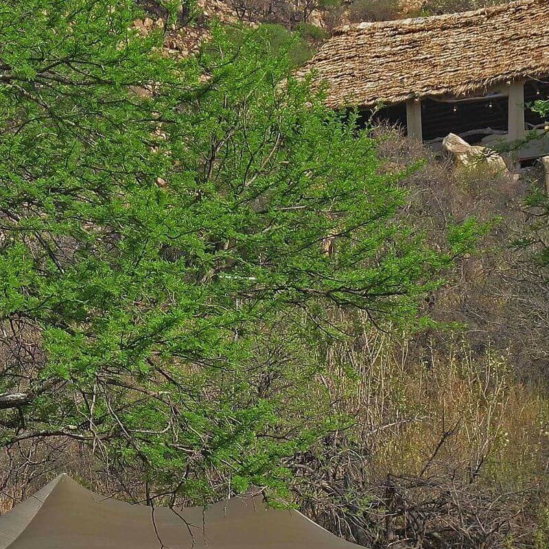 Serengeti Pioneer Camp
