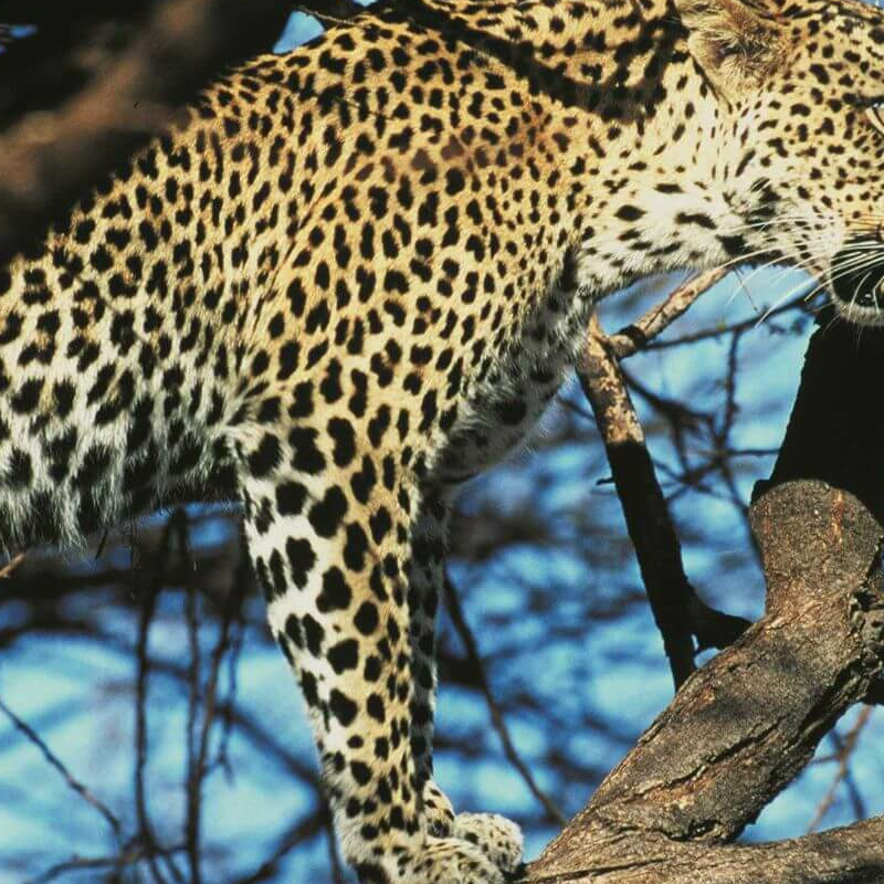 Severin Safari Camp