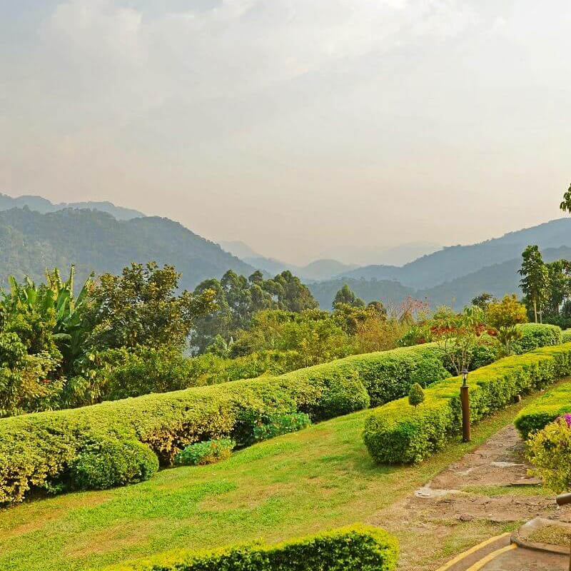 Silverback Lodge
