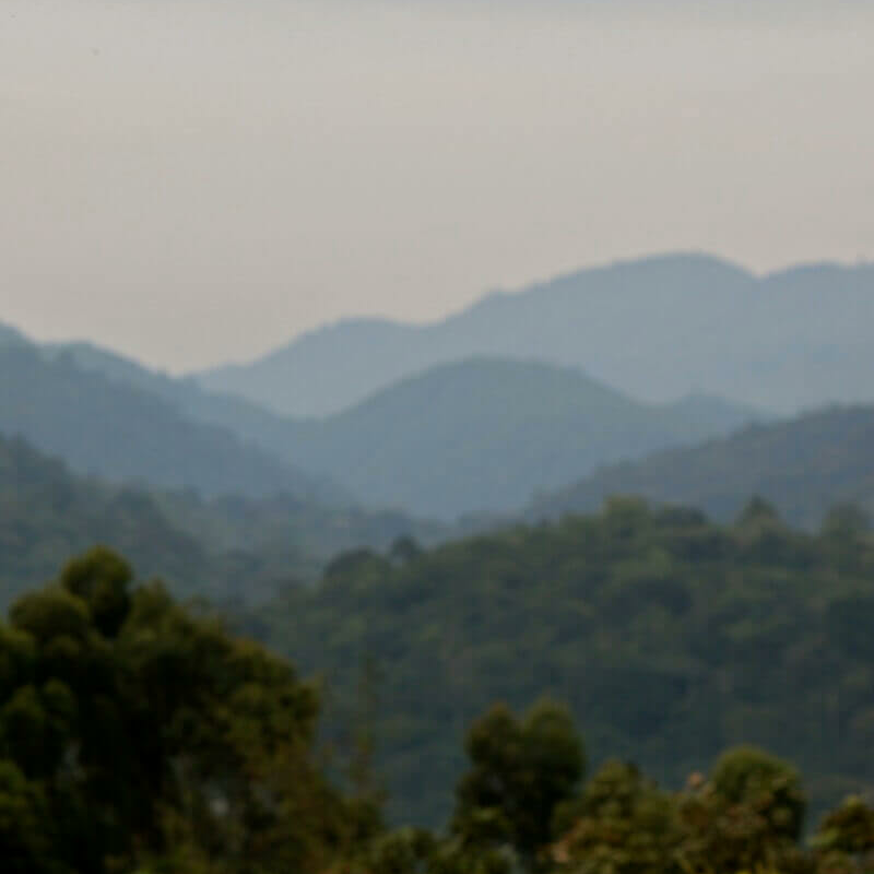 Silverback Lodge