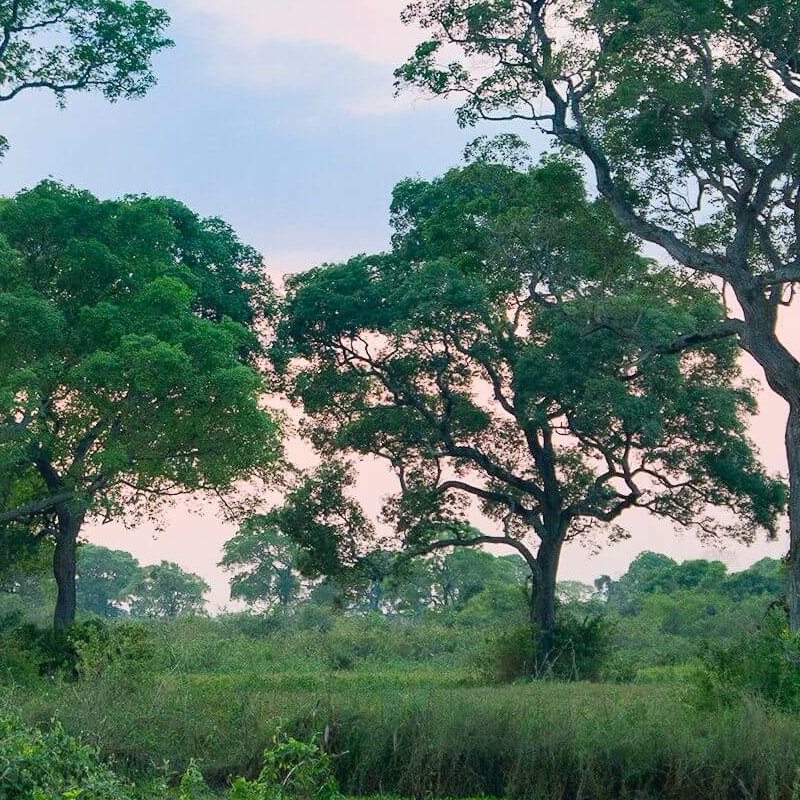 South Wild Pantanal Lodge