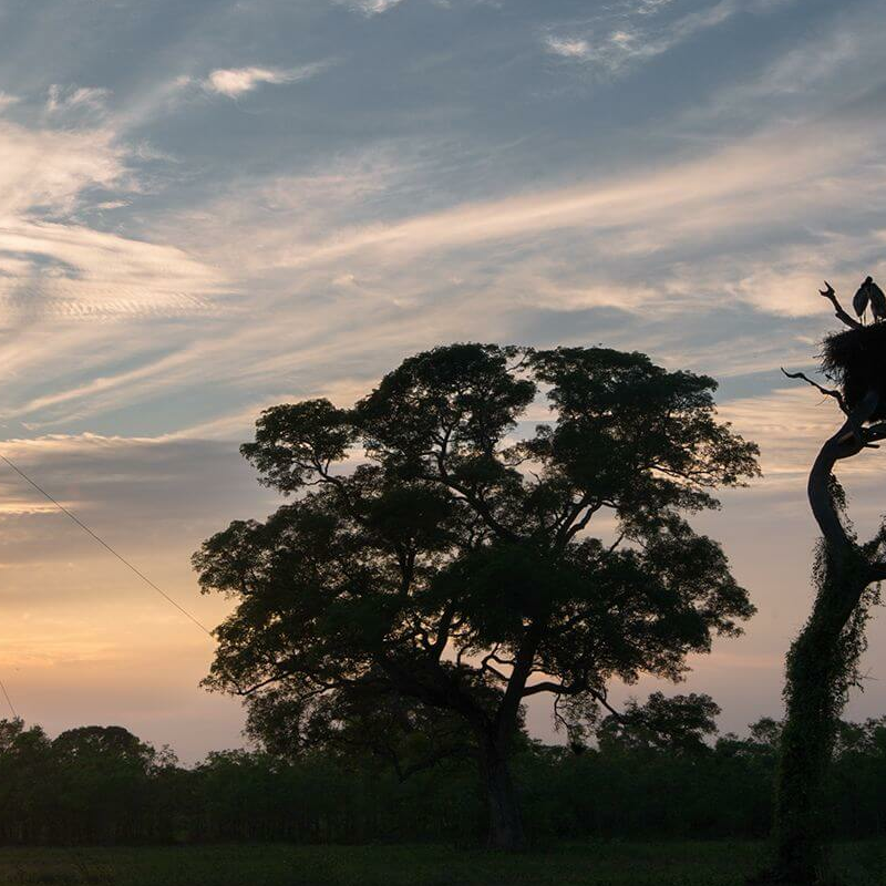 South Wild Pantanal Lodge