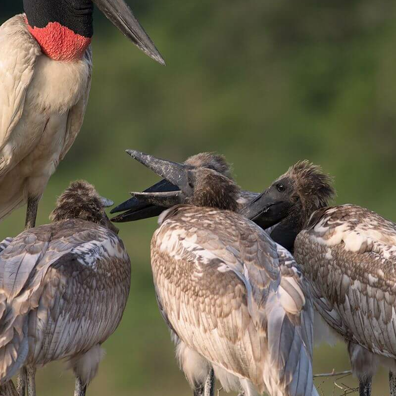 South Wild Pantanal Lodge