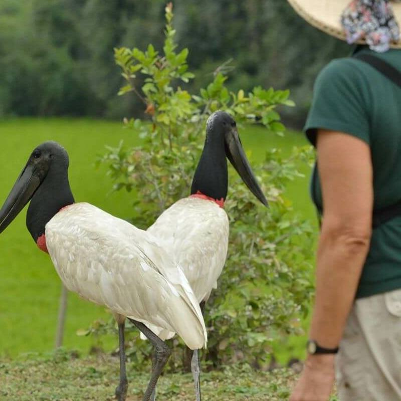 South Wild Pantanal Lodge
