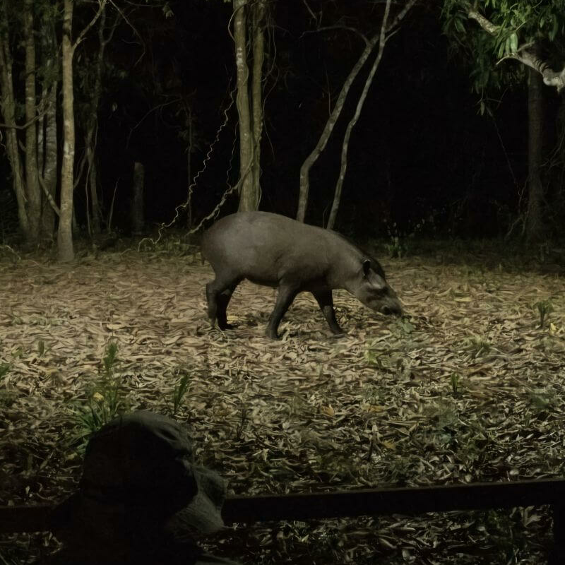 South Wild Pantanal Lodge