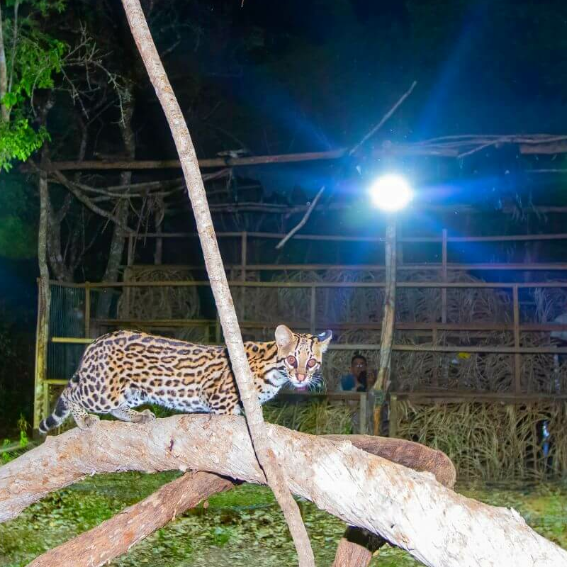 South Wild Pantanal Lodge