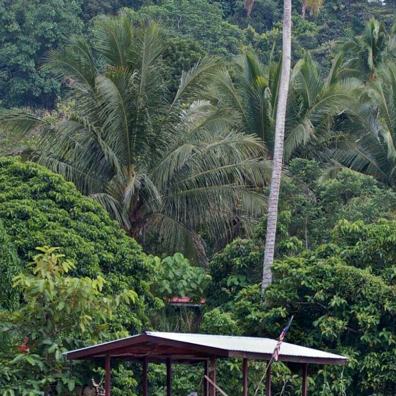 Sukau Rainforest Lodge